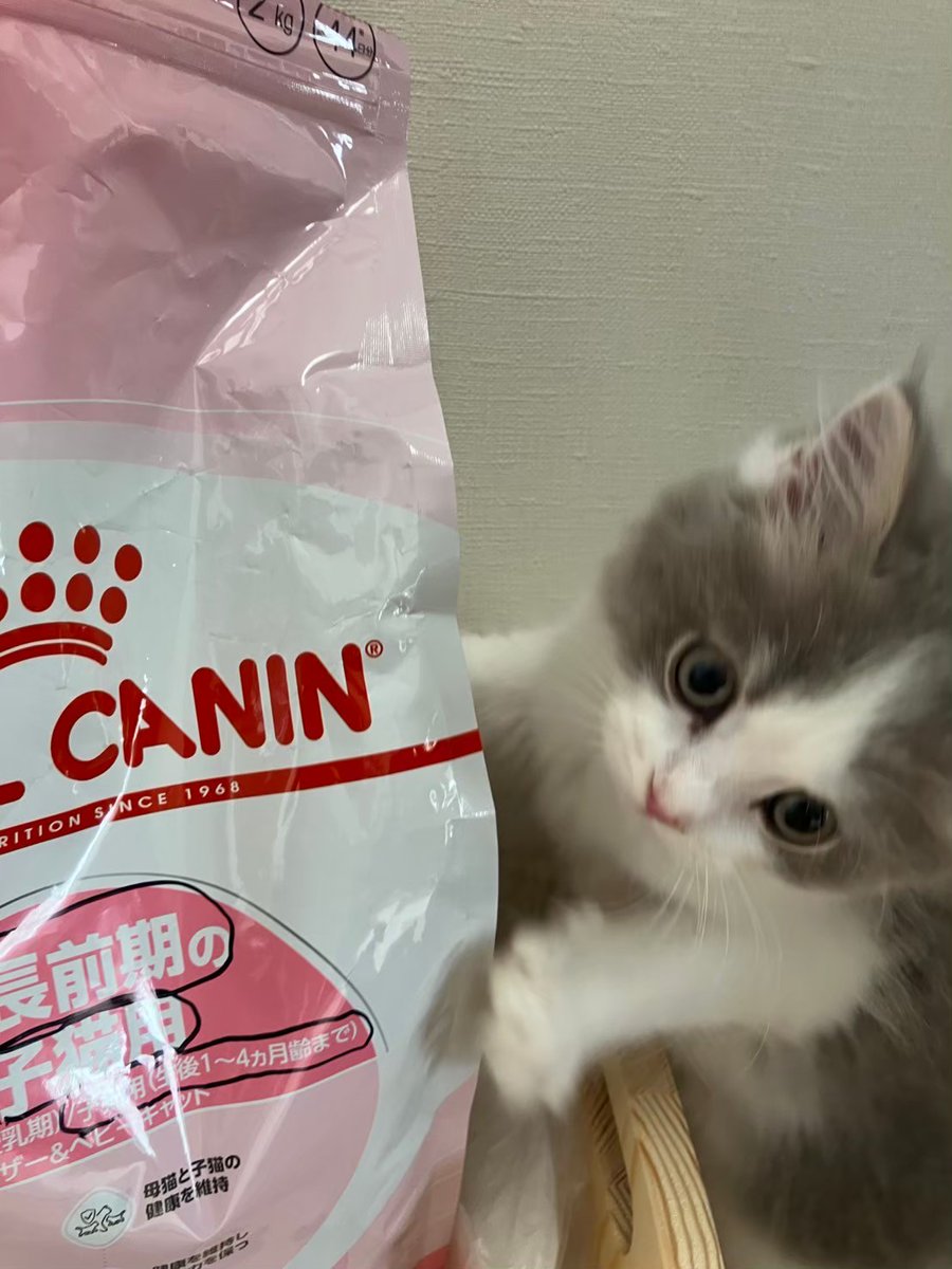 まだウチ来たばかりのルートの写真中々やんちゃ盛りが撮れてるな😺 