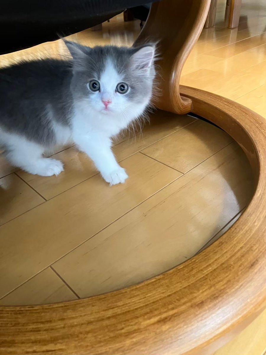 まだウチ来たばかりのルートの写真中々やんちゃ盛りが撮れてるな😺 