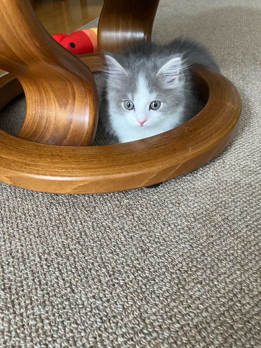 まだウチ来たばかりのルートの写真中々やんちゃ盛りが撮れてるな😺 