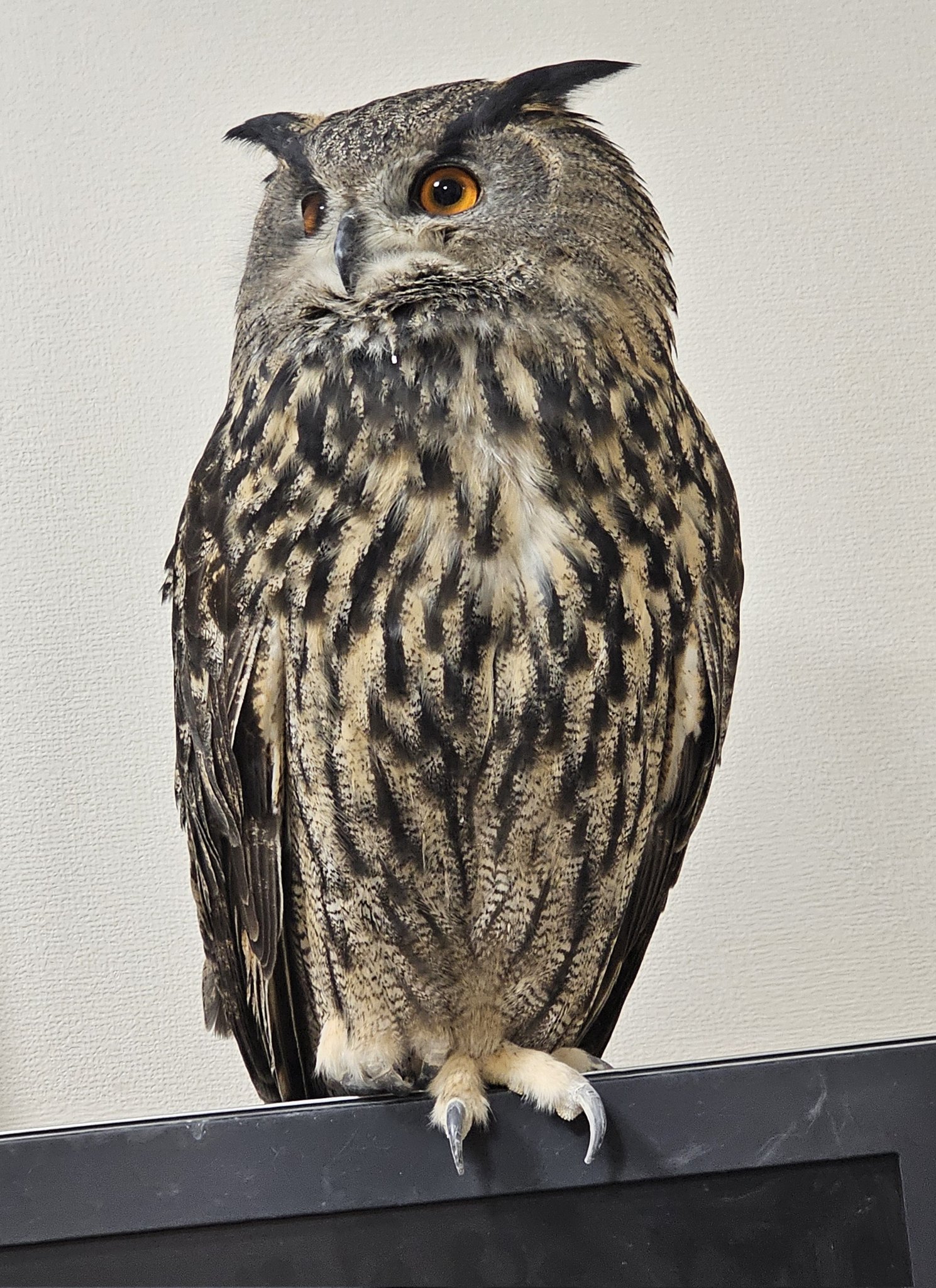 小さなミミズク 1200px-Bubo_September_2014-5a.jpg