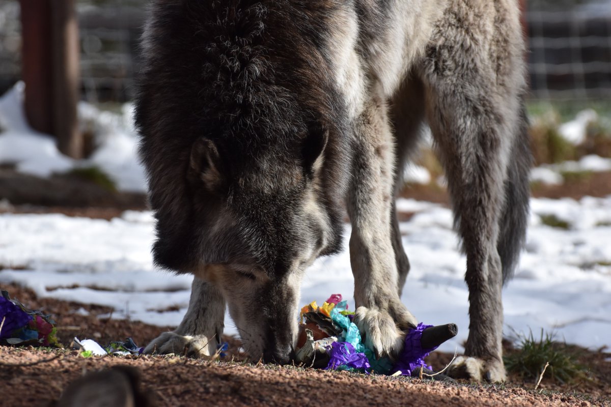 Wolves_at_CWWC's tweet image. The Gray wolf is the largest wild canine—around 100 lbs and 6 ft long! On the flip side, the tiny Fennec fox averages just 2 lbs and 14 inches. Nature’s extremes!

Photo: Na’vi
#Wolf #Wolves #CWWC #Wildlife #Conservation #AZA #FYP