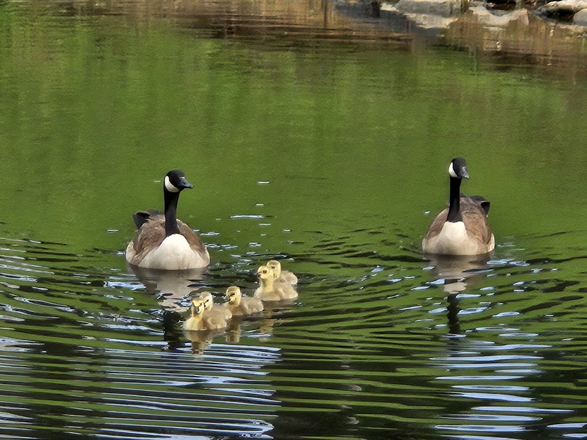 A family out for a swim