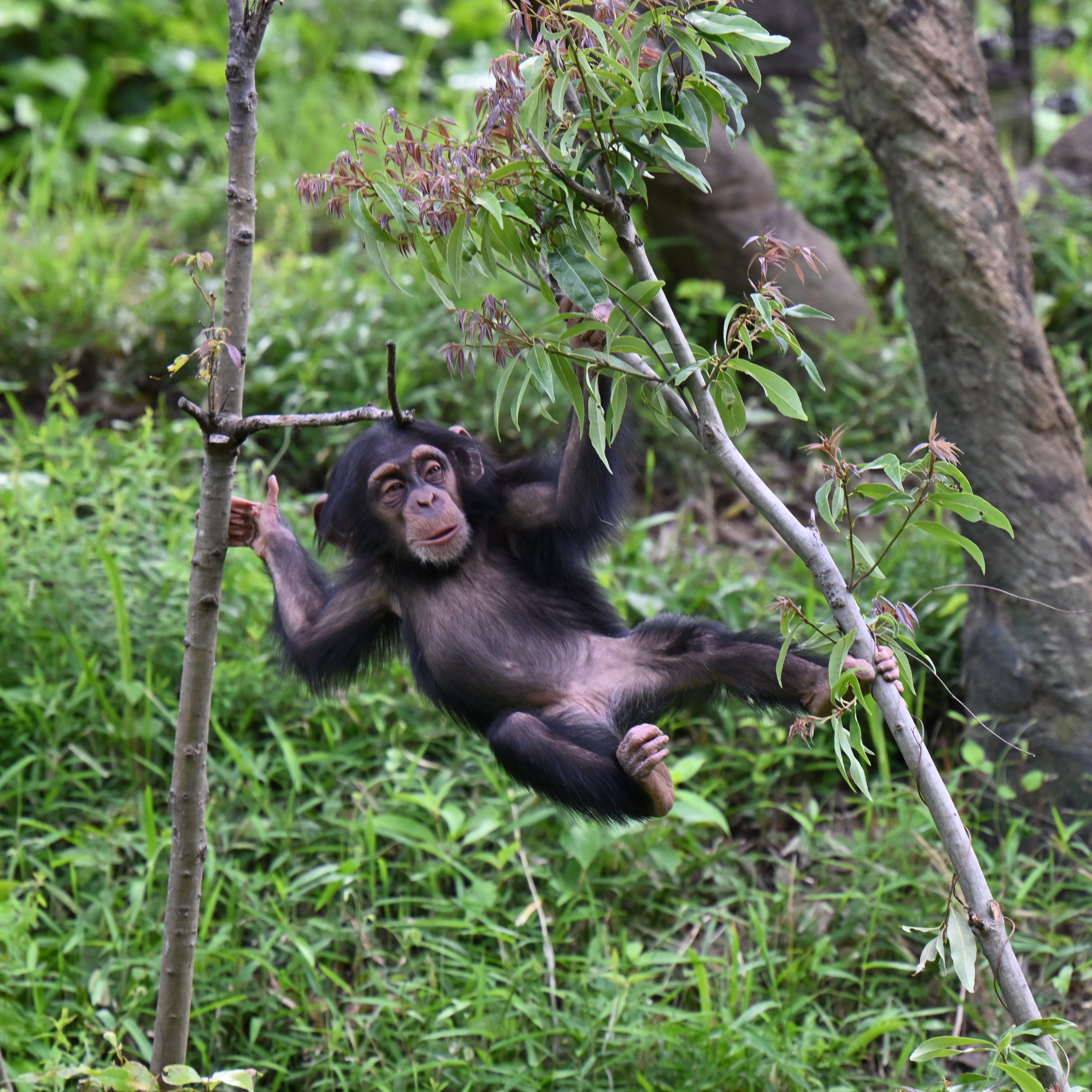 tomochin チンパンジー3点 チンパンジーの兄妹 VOL.1 Chimpanzee siblings #Chimpanzee