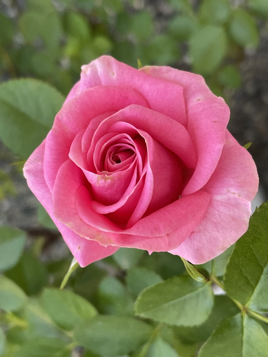 日曜はカラフル!!! 20 05 10