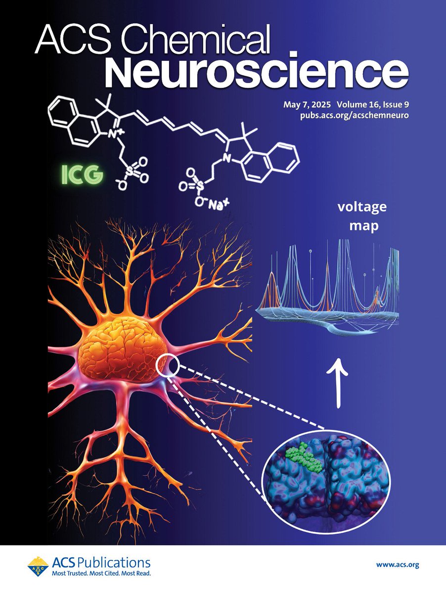 Vanesa Galassi (@vanegal83) on Twitter photo 🚨 Our paper “Voltage Sensitivity of Indocyanine Green in Polarized Membranes” is now out in ACS Chemical Neuroscience — and it was selected for the front cover!
📄 Read the article: pubs.acs.org/doi/10.1021/ac…
🖼️ View the cover: pubs.acs.org/toc/acncdm/16/9
#MyACSCover <a href="/ACSPublications/">ACS Publications</a> 🚨 Our paper “Voltage Sensitivity of Indocyanine Green in Polarized Membranes” is now out in ACS Chemical Neuroscience — and it was selected for the front cover!
📄 Read the article: pubs.acs.org/doi/10.1021/ac…
🖼️ View the cover: pubs.acs.org/toc/acncdm/16/9
#MyACSCover <a href="/ACSPublications/">ACS Publications</a>
