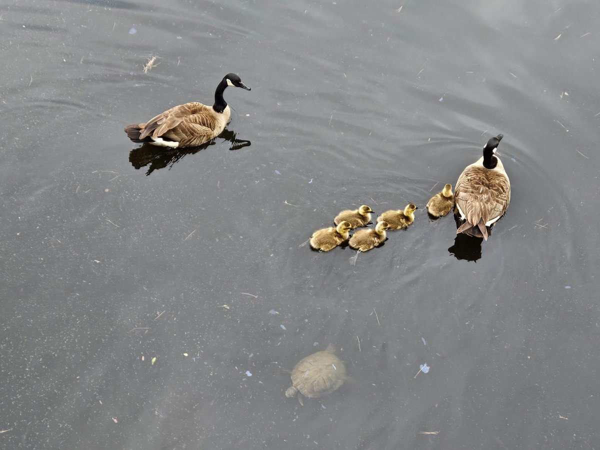 The babies!!!