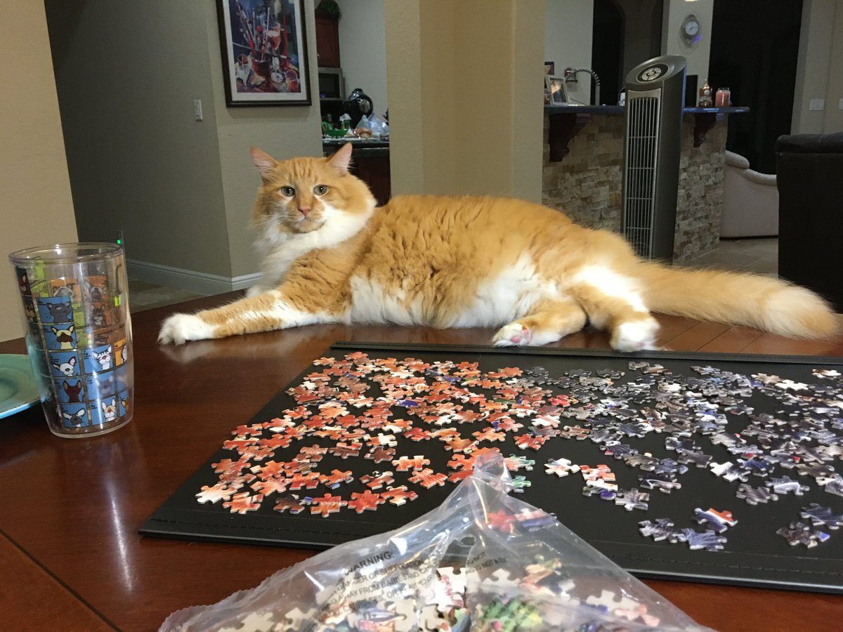 Foxy loved helping with puzzles