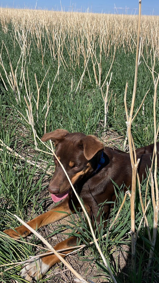 AAC Coldfront is looking tremendous in stripped canola stubble.  Hope to have certified seed available for customers this fall. <a href="/SeCan/">SeCan</a>