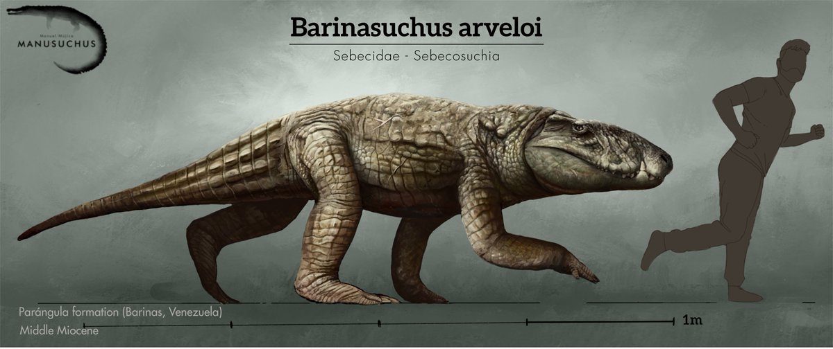 - Barinasuchus -
(Poster version)