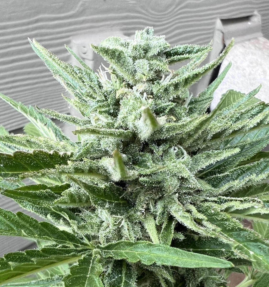 cascadia_seeds's tweet image. Skinny Ape Auto fems now available at Cascadia-seeds.com
OG Kush auto x Gorilla Glue auto. Woof!