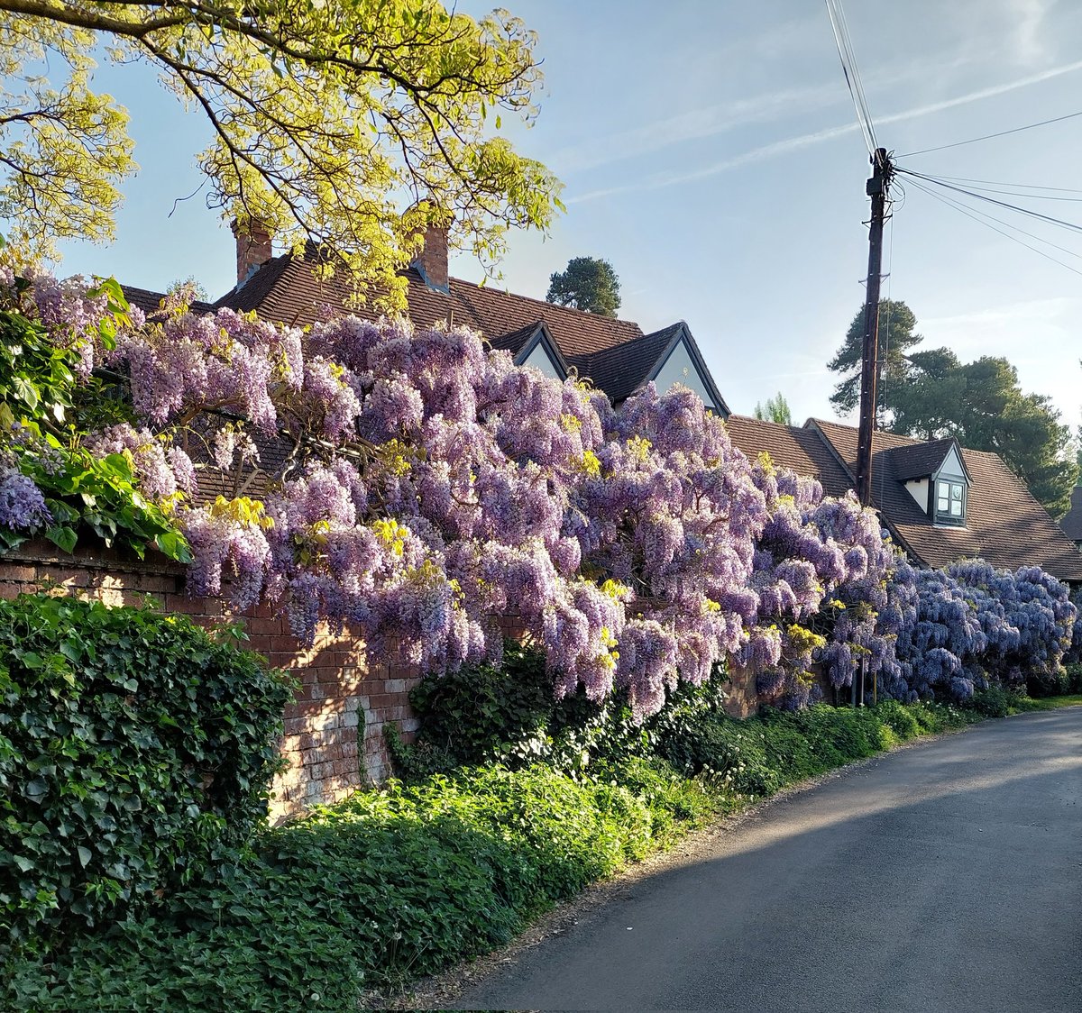 The wisteria down Tavern Lane last week. Making the walk through Shottery, to Anne Hathaway's cottage even more special ... &amp; much more aromatic/pungent (choose your adjective according to your allergies!)