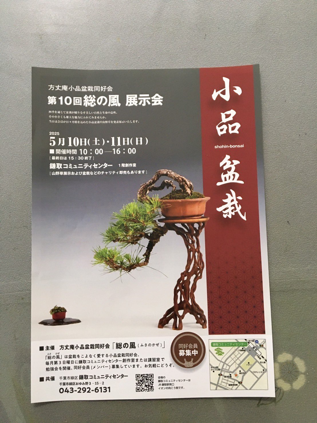 CACTUS❗️柏盆栽❗️古木❗️値下げ❗️❗️黒松雑木盆栽 楽天市場】（株）一樹園 千寿丸 小品盆栽／樹齢25年 黒松五葉松