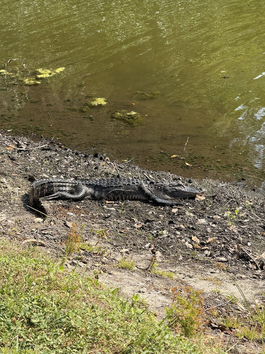 “dad, do you think that gator is nice?”