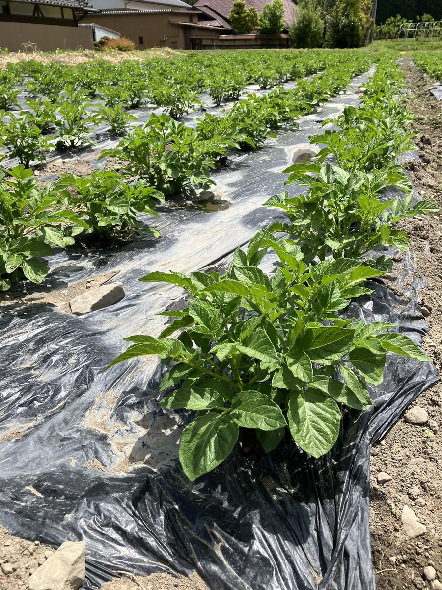 こうやってみるとジャガイモ結構たくさん植えたなぁって思う