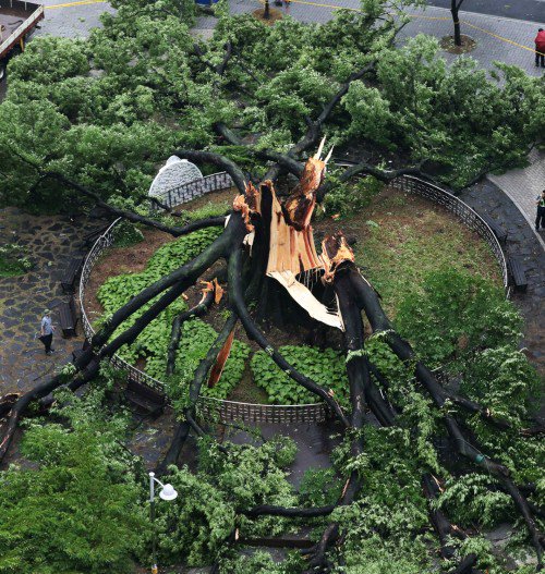 아무래도 그놈 지사 취임식날 느티나무 찢어진건 후손들 걱정하신 선조들의 경고였던 것 같아