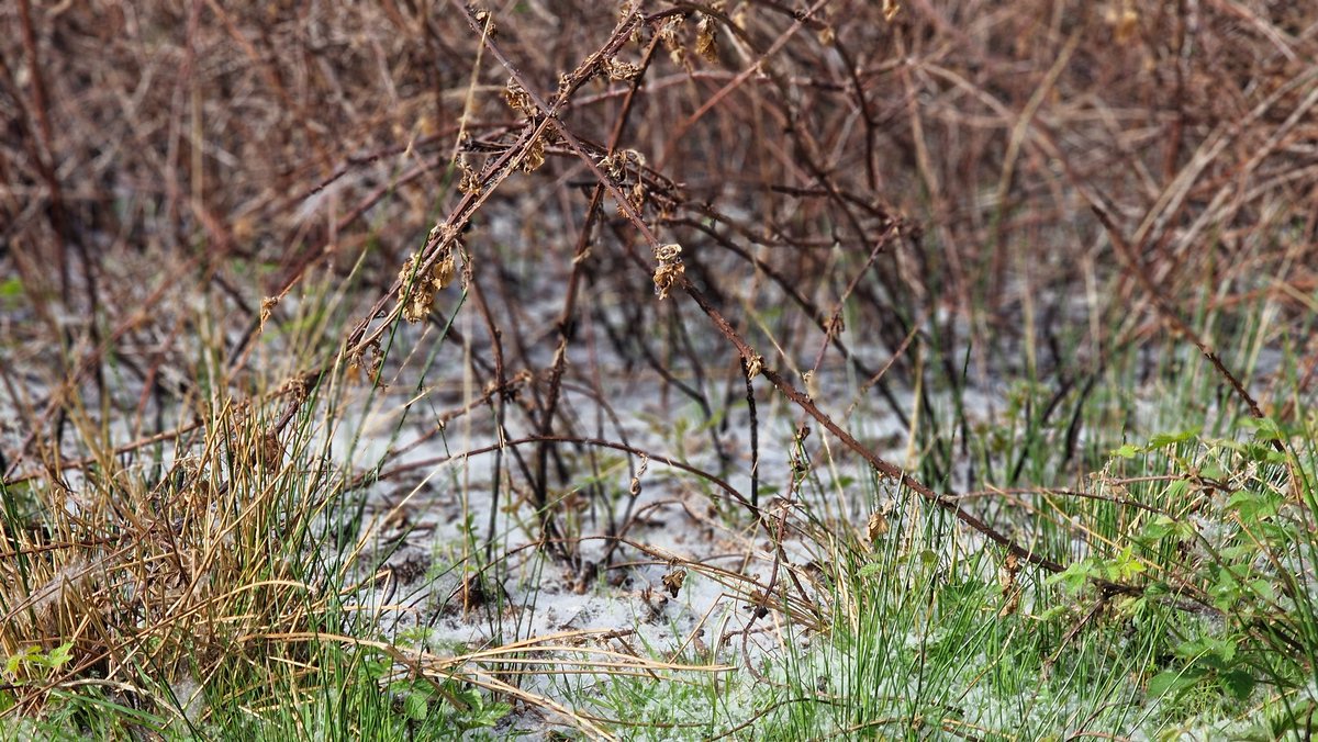 Seeds masquerading as snow.