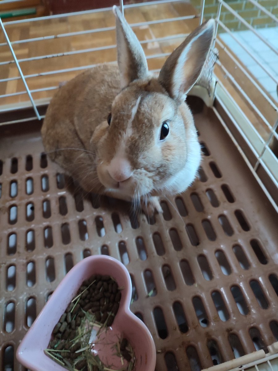 もっとちょうだい!😋🐰