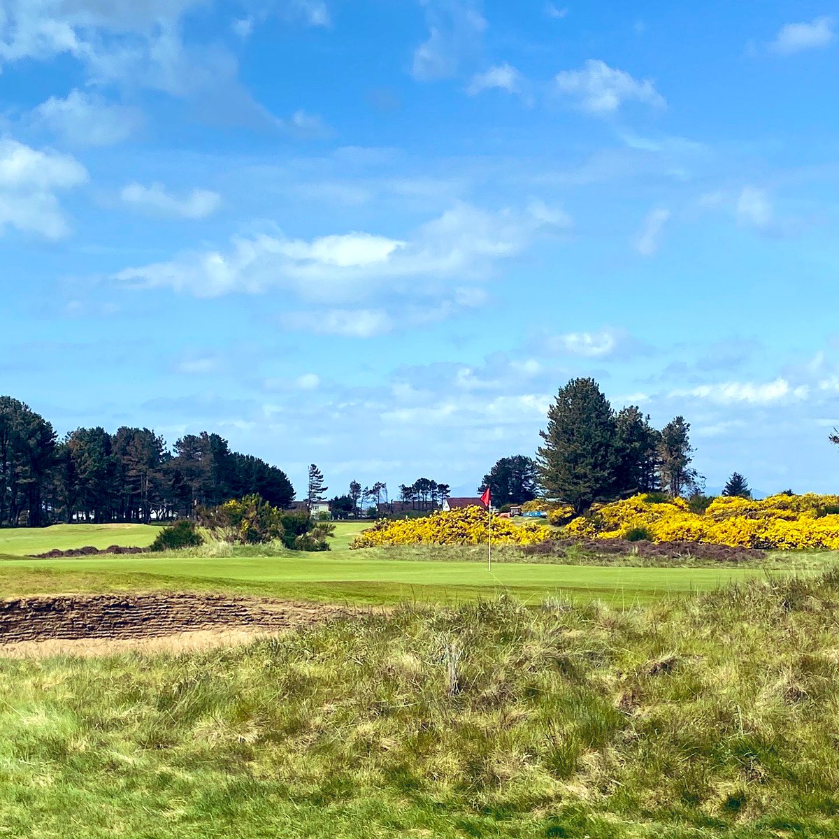 Barassie_KBGC's tweet image. The surfaces are sooooo pure 👌

Hats off to our greens team @BarassieGreens, who have taken the course to a new level this Spring. 

#pure #greens #true #slick #agronomy #turfgrass #inlove #levelup