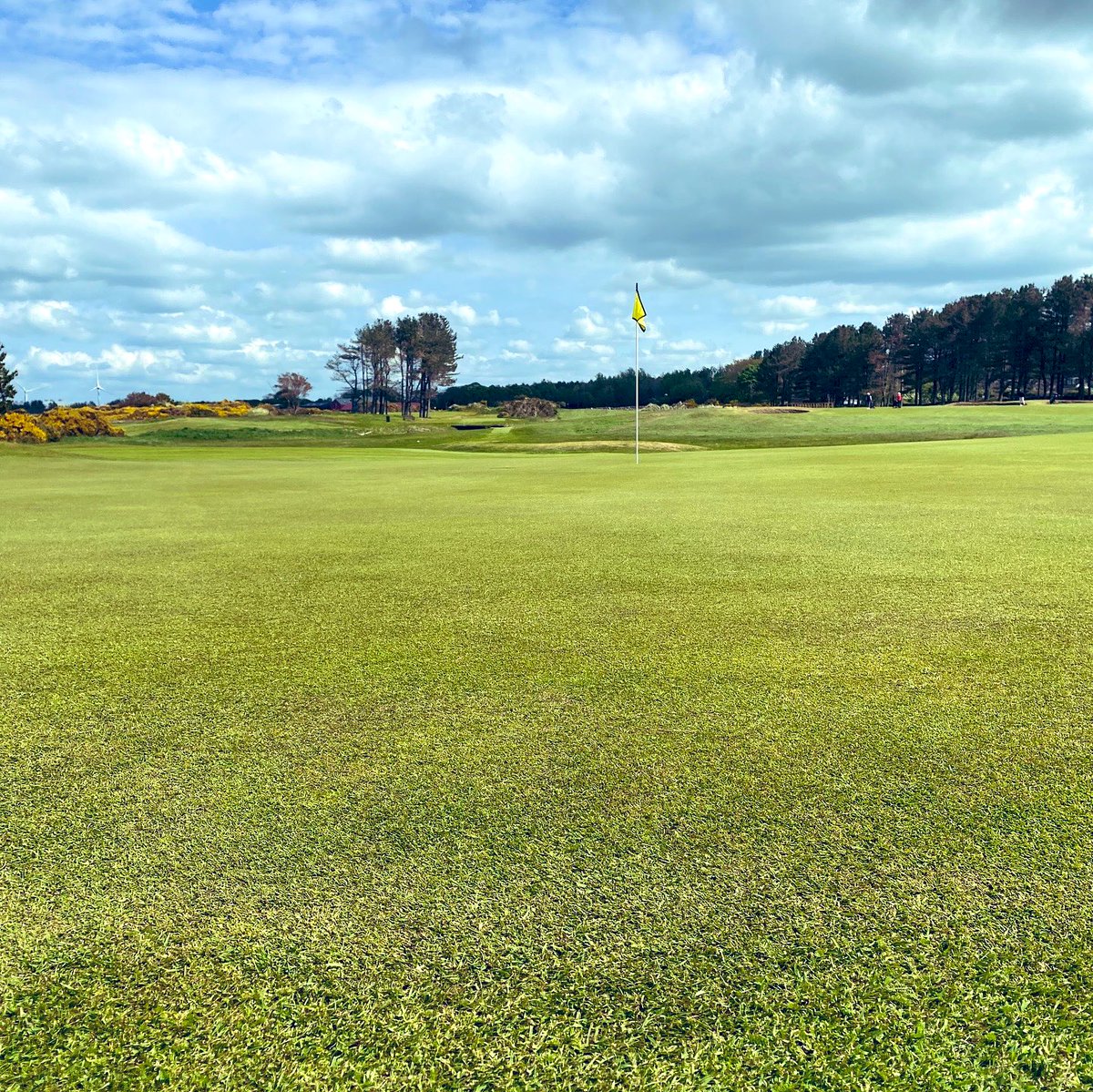 Barassie_KBGC's tweet image. The surfaces are sooooo pure 👌

Hats off to our greens team @BarassieGreens, who have taken the course to a new level this Spring. 

#pure #greens #true #slick #agronomy #turfgrass #inlove #levelup