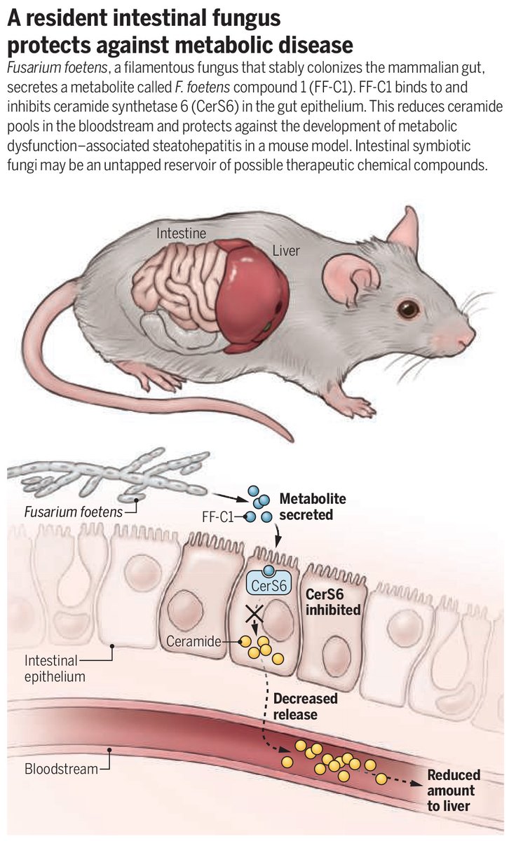 ScienceMagazine's tweet photo. Researchers have found a new ally in the fight against a serious liver disease: a symbiotic gut-dwelling fungus that produces a molecule shown to be capable of reversing disease progression in mice.

The findings in Science may inform future therapeutic approaches to treat metabolic dysfunction-associated steatohepatitis, a highly prevalent disease. https://t.co/cCF0Mlj5tH, https://t.co/5t2ftFfWC9