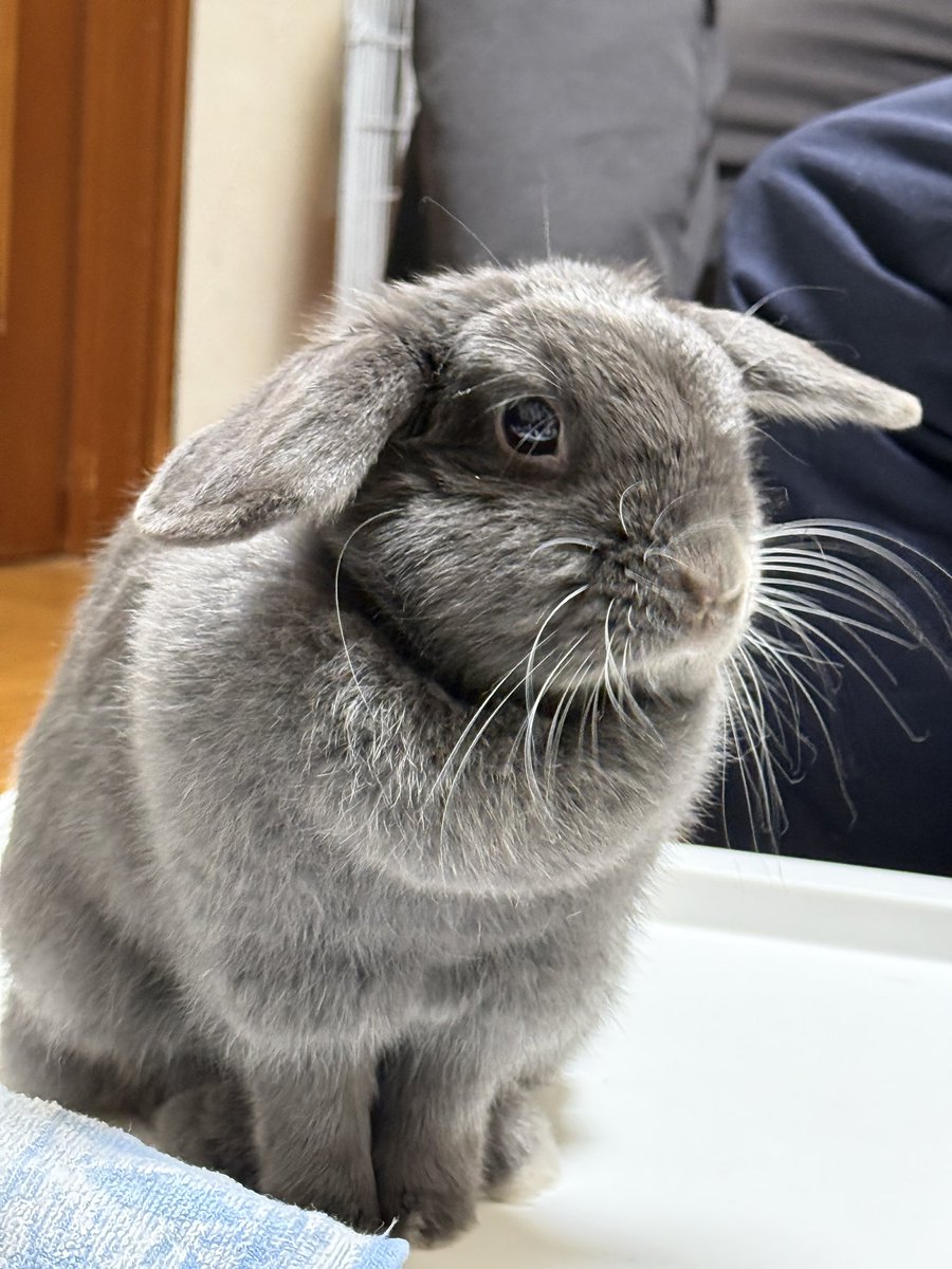 神々しいだんぼ様🐰✨