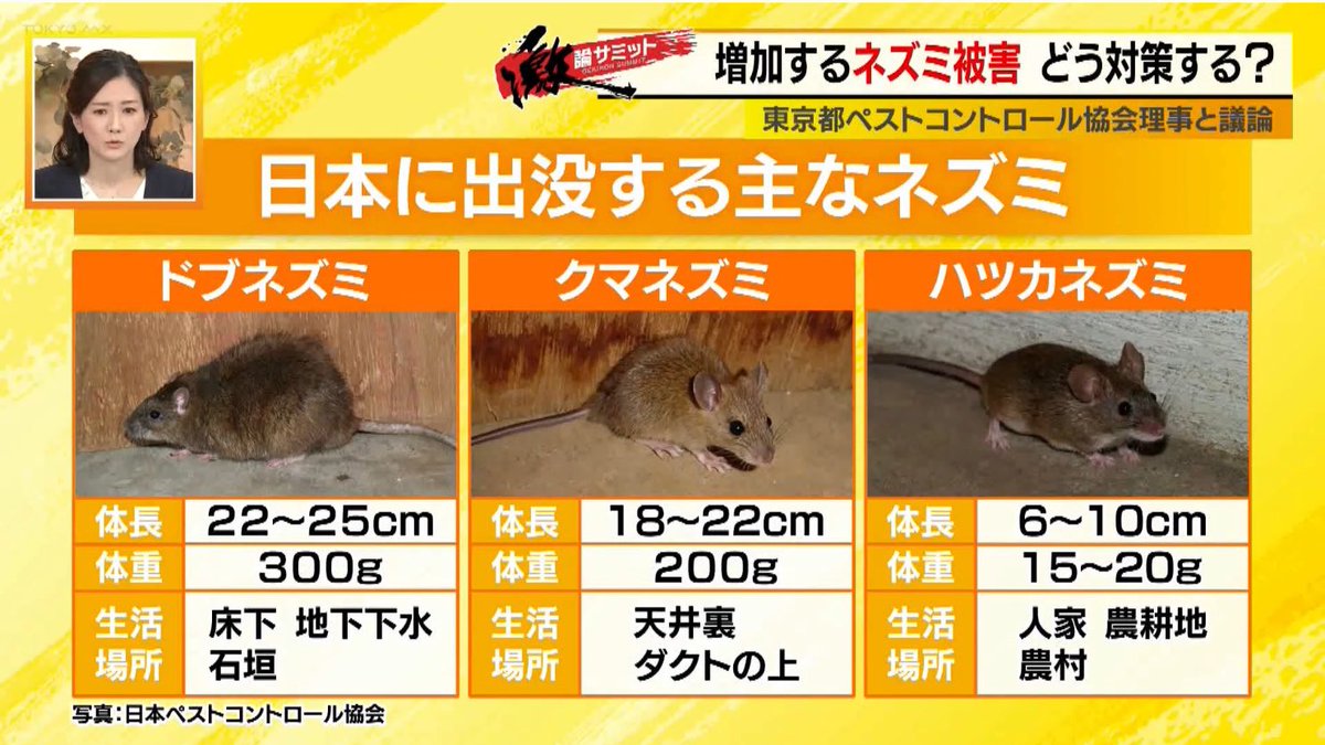 朝から恐縮ですがドブネズミのことです。先日のMX、堀潤激論サミットは
