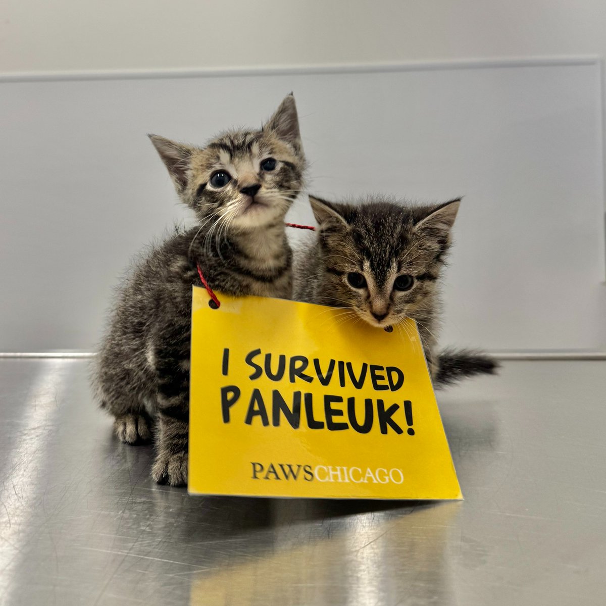 Panleukopenia survivors at 6 weeks old? Owlet and Piglet make it look easy.

What you don’t see in this photo are the veterinarians, the technicians, and the hours and hours of care that got them here. Panleuk is a deadly, highly contagious virus, especially for kittens. 

But