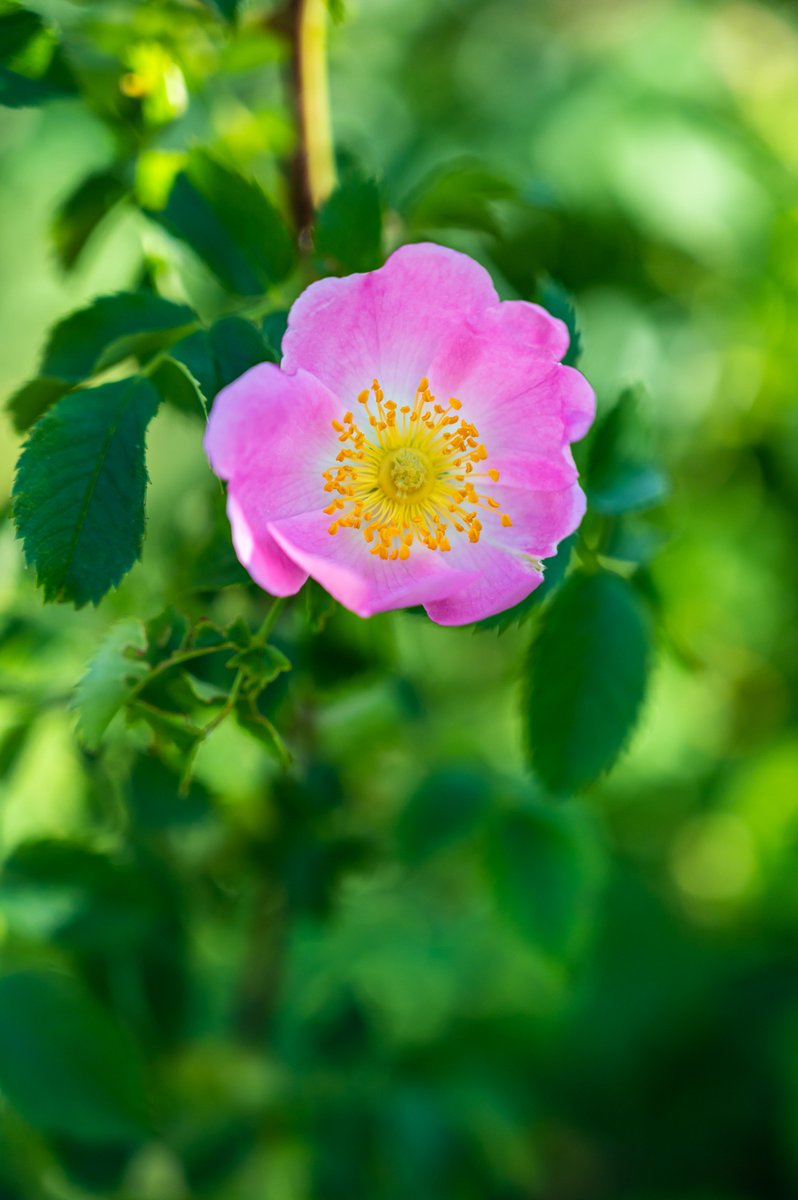Alberta's Wild Rose will soon be everywhere! <a href="/PrintWowcustom/">PrintWow</a> we can take your favorite pics and transform them for display with our 42 inch UV Printer. Call today for a free quote #uvprinting #largeformatprinting #photography #ᴘʜᴏᴛᴏɢʀᴀᴘʜʏʟᴏᴠᴇʀ #photographylife📷