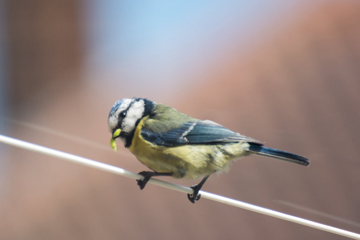 Nice to see blue tits nesting in the garden 🥰 

#localwildlife #gardenbirdsuk #bluetits #spring #birds #birdwatch #outdoor #photography #thephotohour