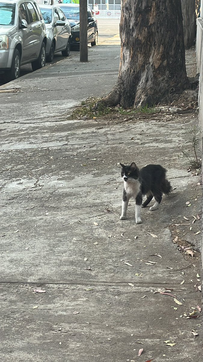 Margot22537578's tweet photo. Amigos
🚨Necesito ayuda urgente 🚨
Me están pidiendo ayuda con esta gatita, está en avenida y se ve que es muy sociable está súper flaquita 😔 alguien que pueda ayudar con HT y paga lo que ella necesite, ayuda por favor para esta michita https://t.co/LWBWJfRHHO