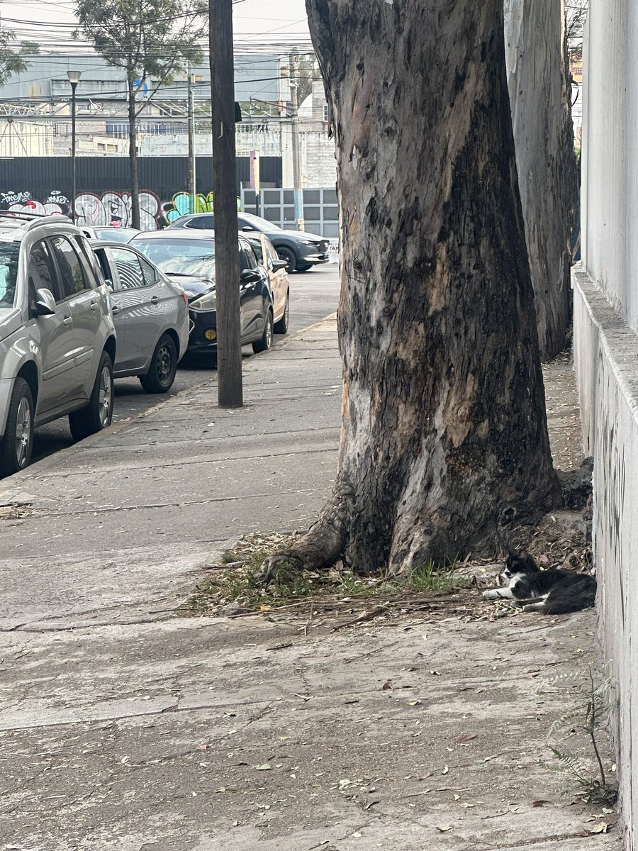 Margot22537578's tweet photo. Amigos
🚨Necesito ayuda urgente 🚨
Me están pidiendo ayuda con esta gatita, está en avenida y se ve que es muy sociable está súper flaquita 😔 alguien que pueda ayudar con HT y paga lo que ella necesite, ayuda por favor para esta michita https://t.co/LWBWJfRHHO