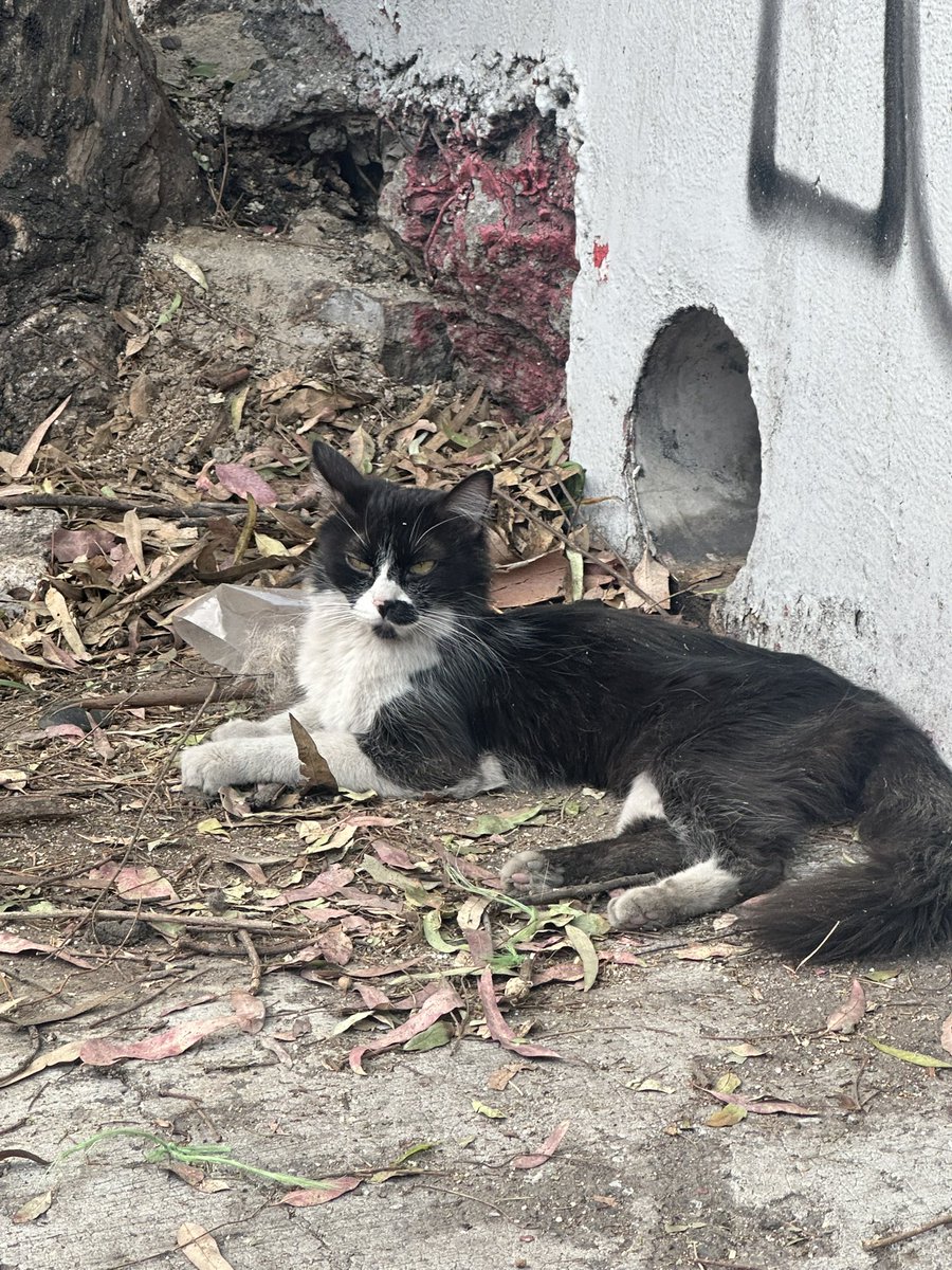Margot22537578's tweet photo. Amigos
🚨Necesito ayuda urgente 🚨
Me están pidiendo ayuda con esta gatita, está en avenida y se ve que es muy sociable está súper flaquita 😔 alguien que pueda ayudar con HT y paga lo que ella necesite, ayuda por favor para esta michita https://t.co/LWBWJfRHHO