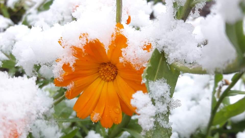 Өглөөний мэнд