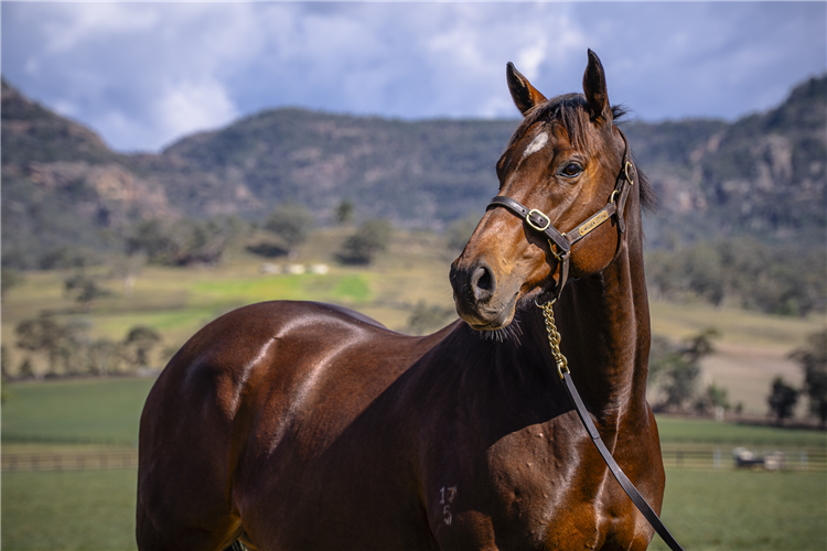 Tonight's Chairman's Sale isn't just about quality 'off the track' mares with plenty of proven performers in the breeding barn being sold in-foal to top stallions.
racingandsports.com.au/news/bloodstoc…