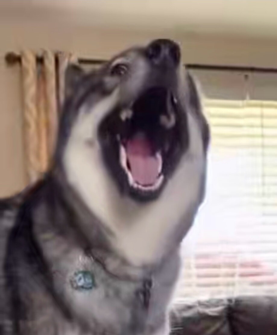 SteelCladSeraphim (@steelseraphim) on Twitter photo 