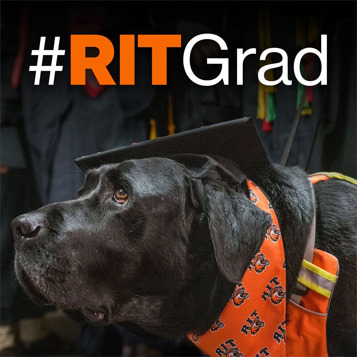 Celebrate our graduating Tigers! Share memories and wish them well on Instagram, Facebook, and Twitter using #RITGrad to have your messages shared on the commencement website and on the screens in the Gordon Field House before Friday's convocation.