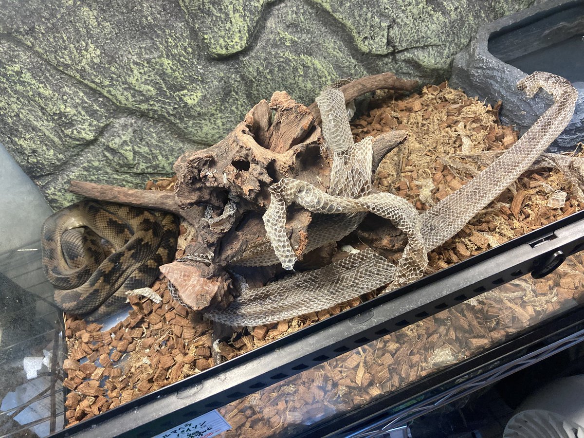 Safaia0809's tweet photo. ハルマヘラさん無事脱皮完了🐍 https://t.co/O94p4zHmC6