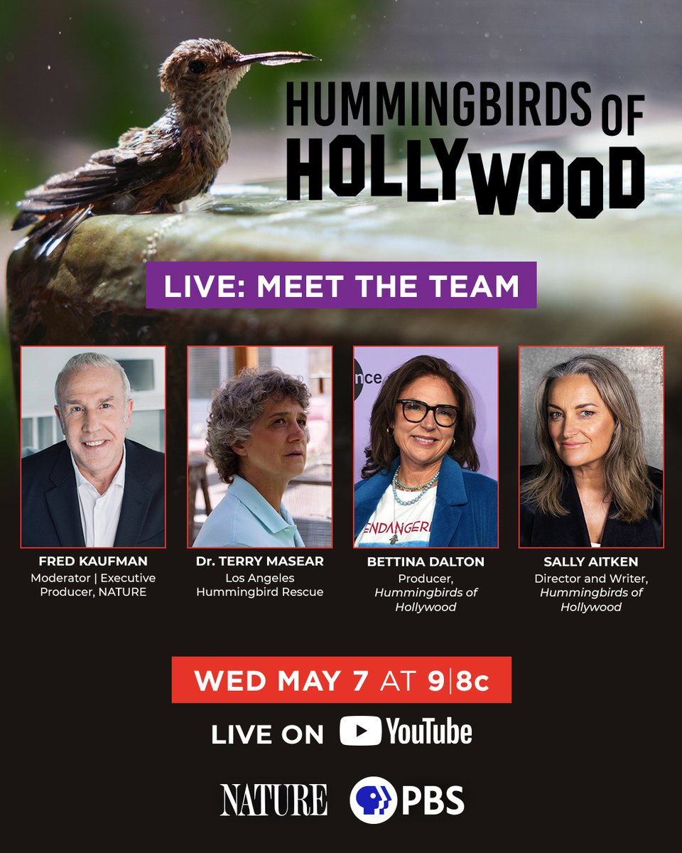 Tangled Bank Studios (@tangledbankhhmi) on Twitter photo Catch director <a href="/sally_aitken/">Sally Aitken</a>'s documentary “Hummingbirds of Hollywood” airing tonight at 8/7c on PBS and YouTube! Stick around after the screening for a live Q&A with Sally Aitken, producer Bettina Dalton and wildlife rehabilitator Terry Masear.
<a href="/PBSNature/">Nature</a> <a href="/Dogwoof/">Dogwoof</a> <a href="/wildbeartv/">WildBear Entertainment</a> Catch director <a href="/sally_aitken/">Sally Aitken</a>'s documentary “Hummingbirds of Hollywood” airing tonight at 8/7c on PBS and YouTube! Stick around after the screening for a live Q&A with Sally Aitken, producer Bettina Dalton and wildlife rehabilitator Terry Masear.
<a href="/PBSNature/">Nature</a> <a href="/Dogwoof/">Dogwoof</a> <a href="/wildbeartv/">WildBear Entertainment</a>