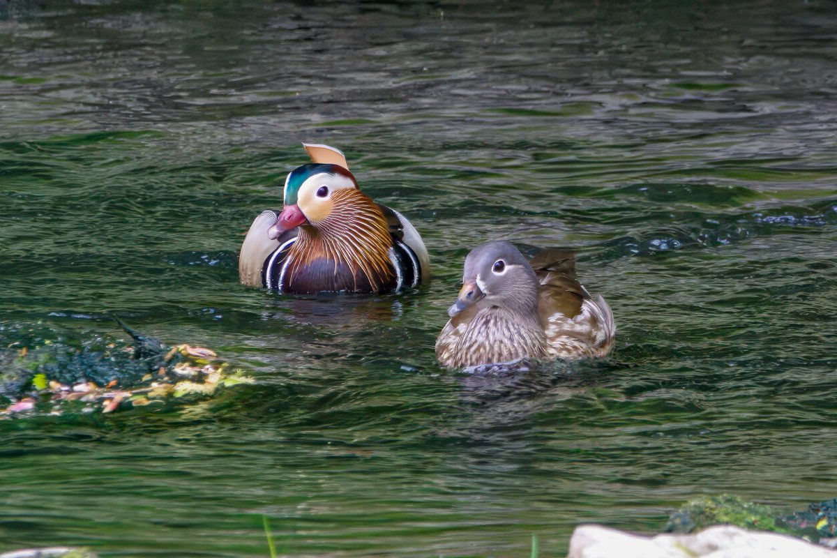 Garbo69's tweet image. Mandarin Ducks at a secluded location on the River Wear at the weekend.  @teesbirds1 @teesmouthbc @DurhamBirdClub @Natures_Voice @WildlifeMag @BBCSpringwatch