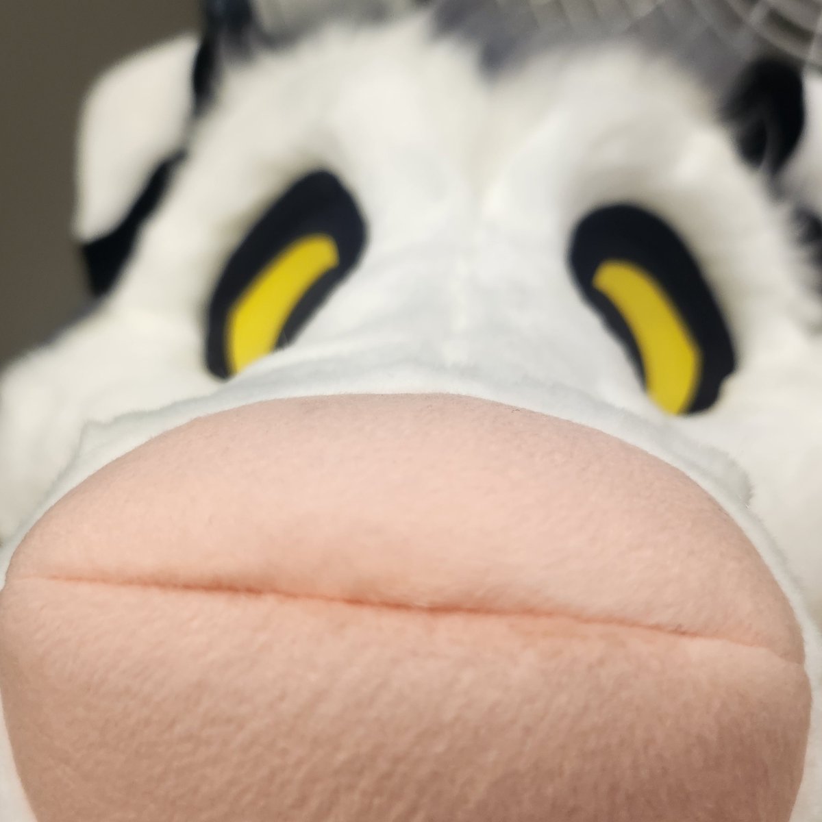 YEEN TIME NOW 🔜 Furrydelphia, Megaplex, Furpoc (@armored__sloth) on Twitter photo 