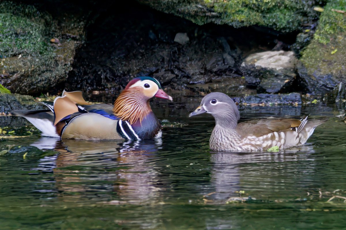 Gareth Bowes (@garbo69) on Twitter photo Mandarin Ducks at a secluded location on the River Wear at the weekend. <a href="/teesbirds1/">teesbirds</a> <a href="/teesmouthbc/">Teesmouth Bird Club</a> <a href="/DurhamBirdClub/">Durham Bird Club</a> <a href="/Natures_Voice/">RSPB</a> <a href="/WildlifeMag/">BBC Wildlife</a> <a href="/BBCSpringwatch/">BBC Springwatch</a> Mandarin Ducks at a secluded location on the River Wear at the weekend. <a href="/teesbirds1/">teesbirds</a> <a href="/teesmouthbc/">Teesmouth Bird Club</a> <a href="/DurhamBirdClub/">Durham Bird Club</a> <a href="/Natures_Voice/">RSPB</a> <a href="/WildlifeMag/">BBC Wildlife</a> <a href="/BBCSpringwatch/">BBC Springwatch</a>