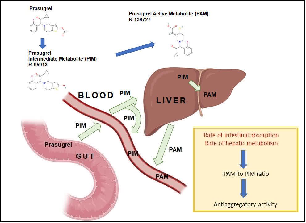 ATVB: An AHA Journal (@atvbahajournals) on Twitter photo Featured Article: PIM acting as a weak reversible inhibitor seems to compete for the same binding site as PAM on the P2Y12 receptor <a href="/vlgmrc/">Marco Valgimigli</a> <a href="/antoniolandii/">Antonio Landi</a>
ahajrnls.org/4cROQav Featured Article: PIM acting as a weak reversible inhibitor seems to compete for the same binding site as PAM on the P2Y12 receptor <a href="/vlgmrc/">Marco Valgimigli</a> <a href="/antoniolandii/">Antonio Landi</a>
ahajrnls.org/4cROQav