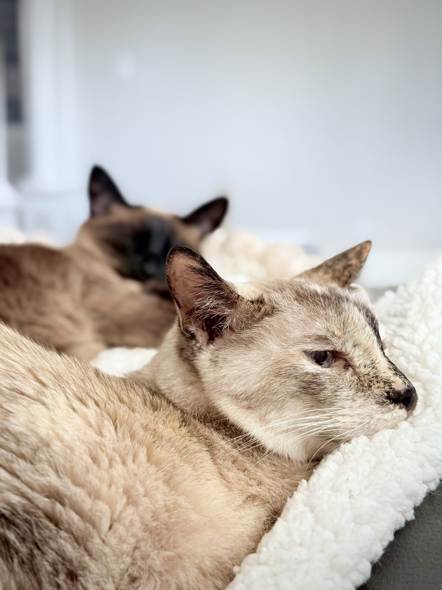 N2 Cat Crew tweet media