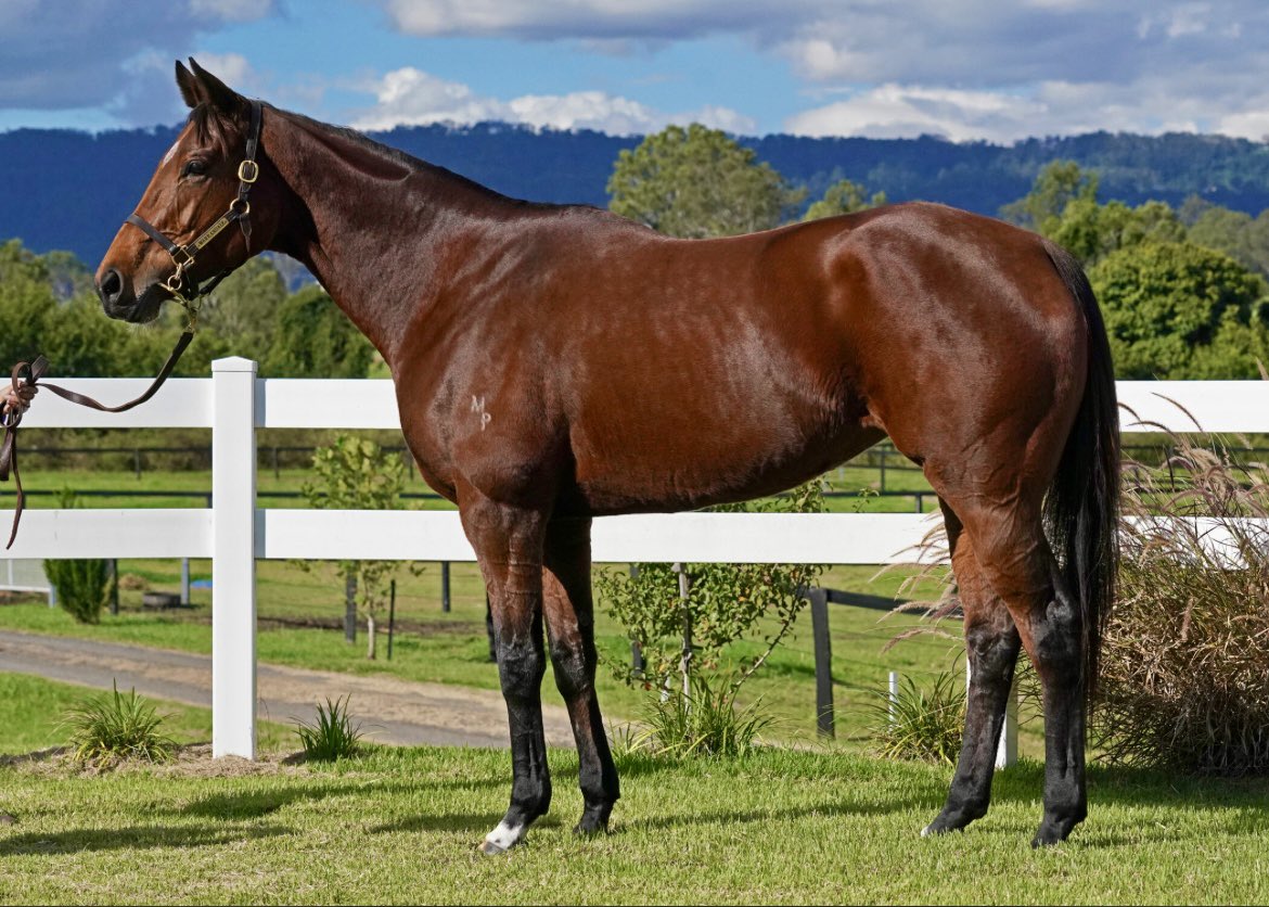 Miranda Park (@mirandapark888) on Twitter photo Offered at the Chairman’s sale today, Sirileo Miss, beautifully bred, and an exceptional talent - 4 Group wins, and over $1M In prize money <a href="/inglis_sales/">Inglis</a> <a href="/newington_farm/">Newington Farm</a> <a href="/wilde_racing/">Wilde Racing</a> Offered at the Chairman’s sale today, Sirileo Miss, beautifully bred, and an exceptional talent - 4 Group wins, and over $1M In prize money <a href="/inglis_sales/">Inglis</a> <a href="/newington_farm/">Newington Farm</a> <a href="/wilde_racing/">Wilde Racing</a>