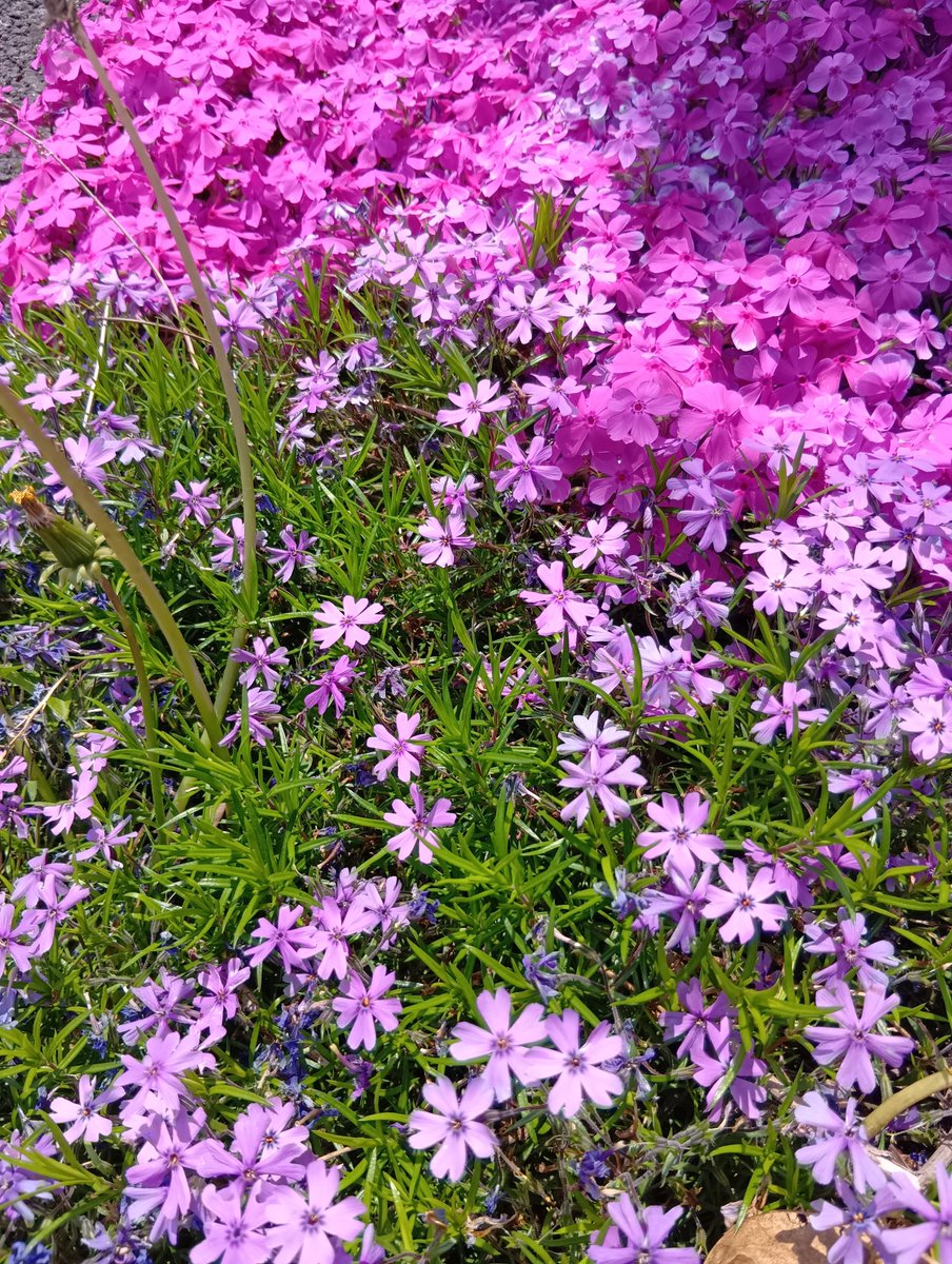 kVDUtDgGCknqfz6's tweet image. おはようございます😊
 良い天気になりそうです散歩帰りに🌸

#体調
#足の裏 
#人間の鎖