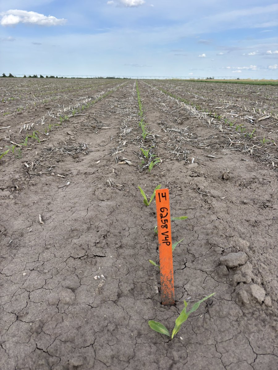 TrevorSENE's tweet photo. Two more standouts in our 3/18 planted stress emergence corn trial at PFR HQ in Goehner, NE. 1” of rain/snow the next day. New 6075PCE and sophomore  standout 6258V4P are leader hybrids to keep an eye on this summer! @BecksHybrids @BecksAgNE https://t.co/9w5DayQgkh