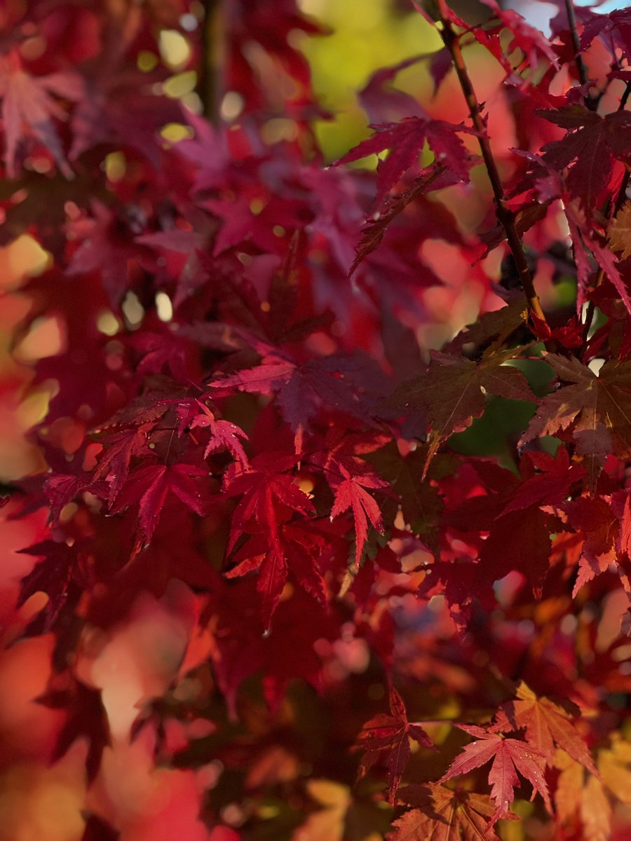 Beautiful autumn morning.

#canberra #Beautiful_Life #autumn #morningwalk