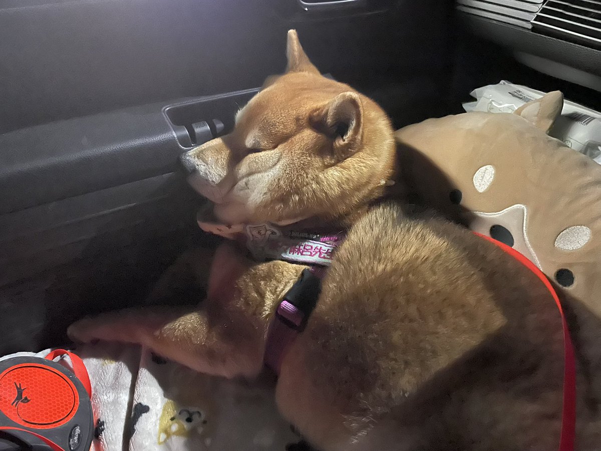 chachamarock's tweet image. 寝てるのか起きてるのか
わからなくなってきた🐕

#柴犬