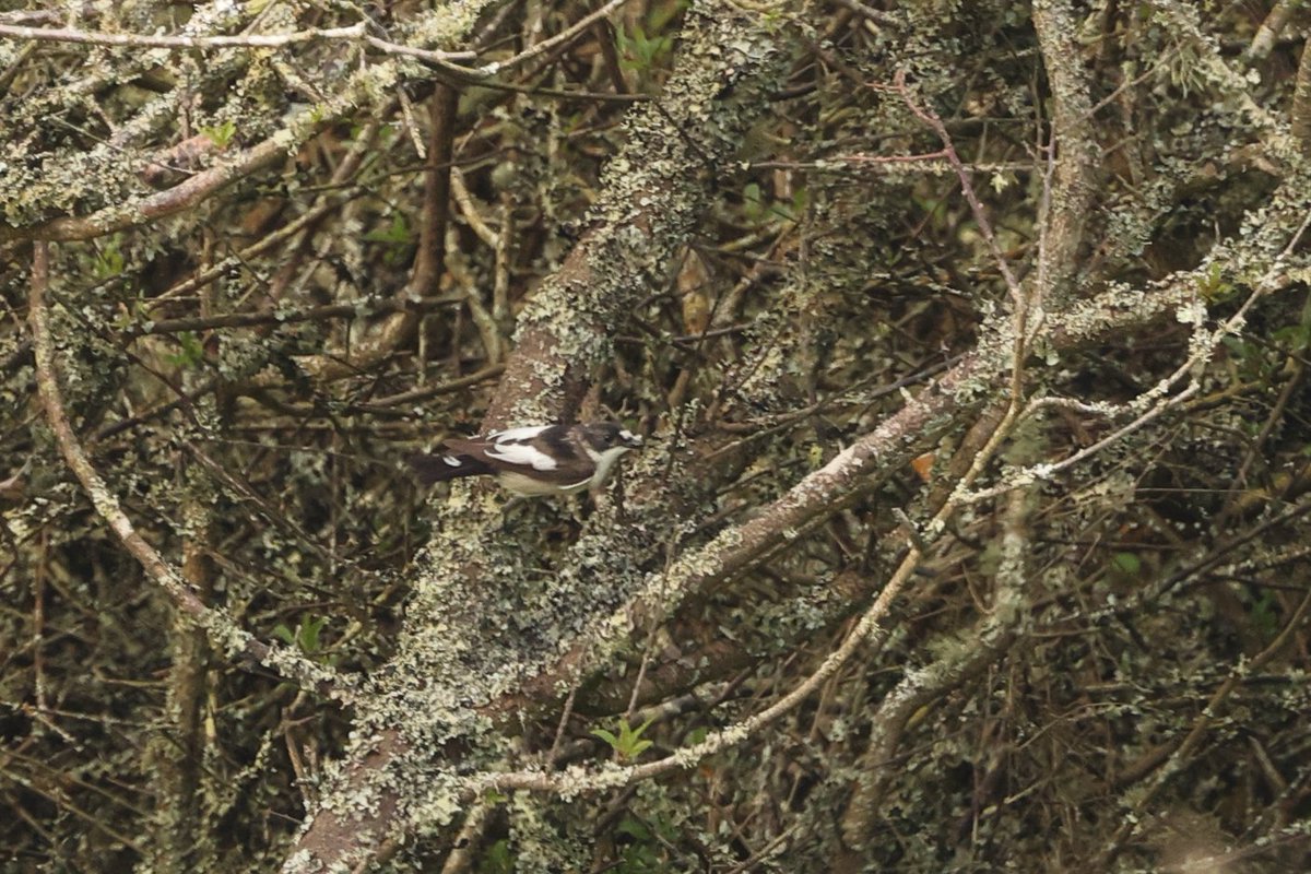 Luke Stoppard tweet media