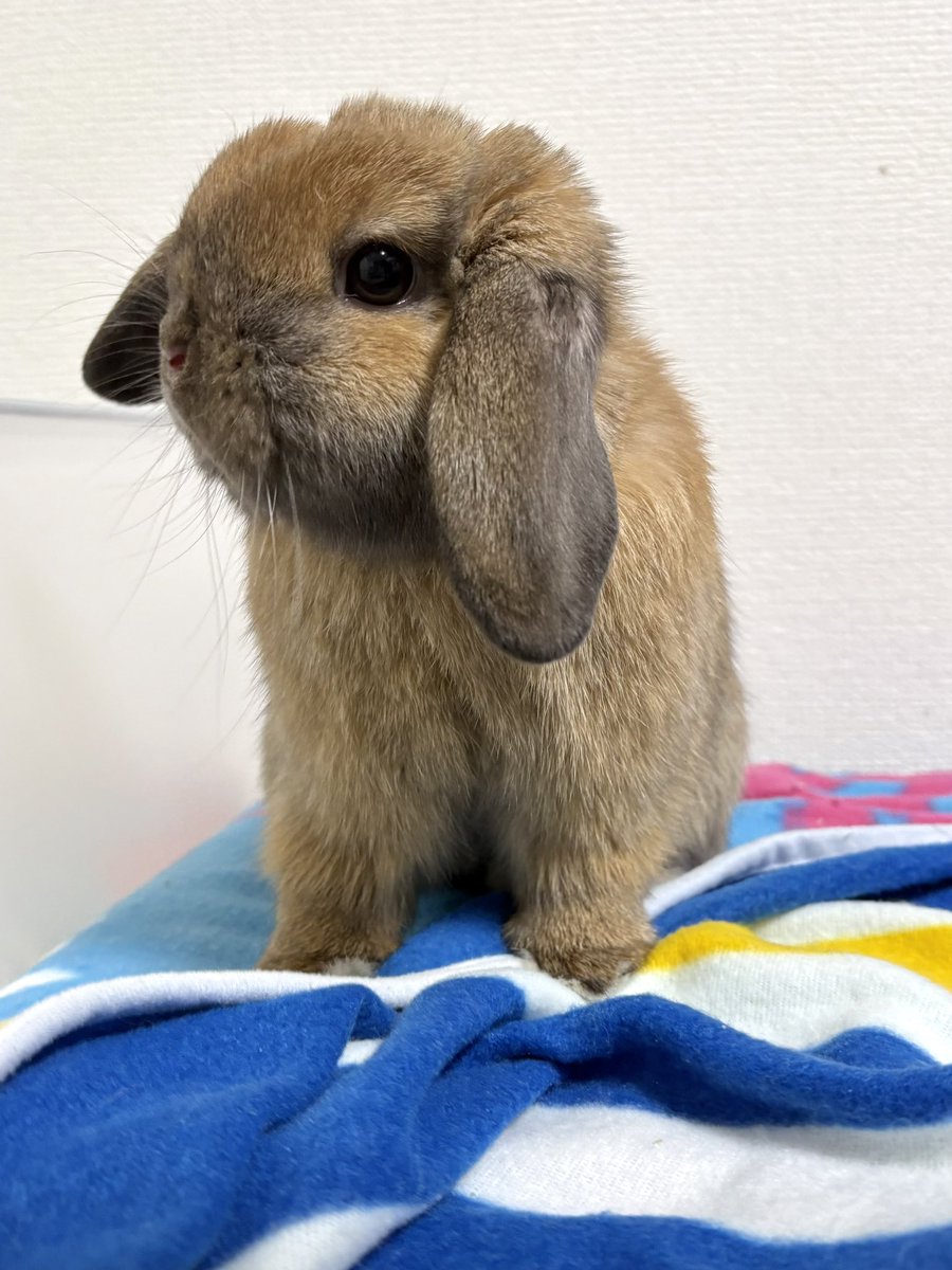 おはよう、ポパイ